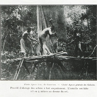Procédé d'abatage des arbres à fort empattement. L'entaille est faite à 3 ou 4 mètres au dessus du…