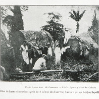 Billes de fortes dimensions (près de 2 mètres de diamètre) fournies par un Acajou Sapelli