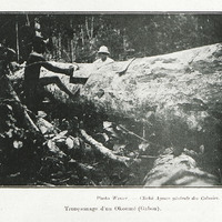 Tronçonnage d'un Okoumé (Gabon)
