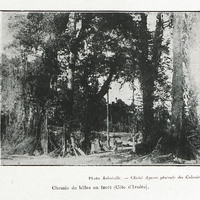 Chemin de billes en forêt (Côte d'Ivoire)
