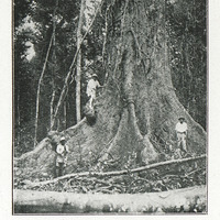 Base de fût d'un gros acajou Bassam (2m. 40 de diamètre au-dessus de l'empatement. - Forêt de la Mé…