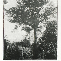 Makoré. - Bassin de la Mé. (Côte d'Ivoire)