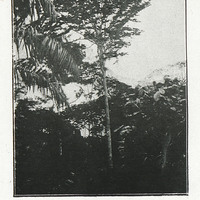 Kévazingo. (Cameroun)