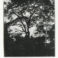 Moabi (Cameroun)