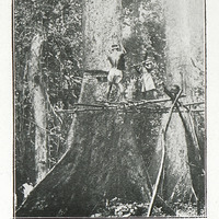 Abatage d'un acajou-Bassam (Côte d'Ivoire)