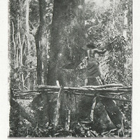 Abatage d'un Okoumé. (Gabon)