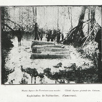 Exploitation de palétuviers (Cameroun)