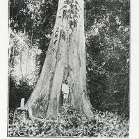 Base de fût d'un Samba. - Forêt de la Mé. (Côte d'Ivoire)