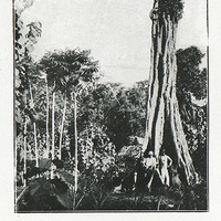 Base de fût typique d'un Aguapo (Saccaglottis gabonensis. - Réserve du Banco. (Côte d'Ivoire)