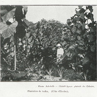 Pépinière de tecks (Côte d'Ivoire)