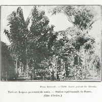 Tecks et Acajous provenant de semis. - Station expérimentale du Banco (Côte d'Ivoire)