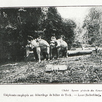 Eléphants employés au débardage de billes de teck. - Laos (Indochine)