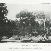 Allée forestière – Station de Banco (Côte d'Ivoire)