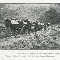 Transport du bois de cercueil (Penh Mou, Haut-Tonkin) (Indochine)