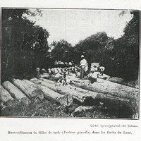 Rassemblement de billes de teck (Tectona grandis) dans les forêts du Laos