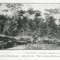 Plantations de Kaya Ivorensis. - Sujets de 3 ans. - Réserve du Banco (Côte d'Ivoire)
