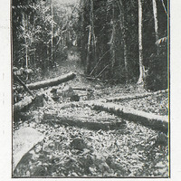 Piste sous bois (Guyane)