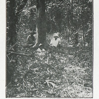 Sous bois. - Bocco (Guyane)