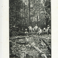 Equipe de bûcherons indigènes et de déportés