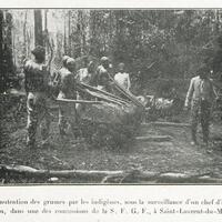 La manutention des grumes par les indigènes
