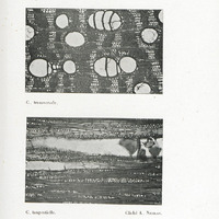 Parcouril, variété A