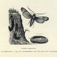 Oegéria carbassina