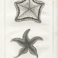 1, L' Astérie frangée de rose. 2, L' Astérie falciforme