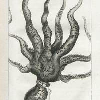 Le Poulpe Octopus, appellé vulgairement Chatrouille au Havre
