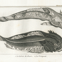 1. Le lièvre du Havre. 2. Le Crapaud