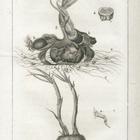 1. Maladie du Fausset. 2. Le Fausset. 3. La Mort. 4. Sclérote des Safrans.
