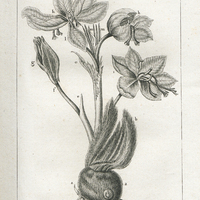 Progression de l'épanouissement des fleurs du Safran