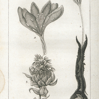 1. Le Colchique. 2. sa fleur de grandeur naturelle. 3. La Carthame