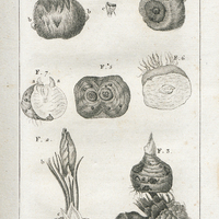 Analise des Oignons. 3. Le Tacon 2. Fleur sortant de la terre
