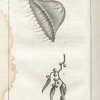 1. Ortie de mer errante gelée marine, vulgt. Méduse (de linmé). 2. Raisin du Tropique,