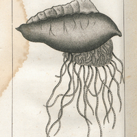 Thalie vulgt. Galère, ver zoophite de l'ordre des mollusques.