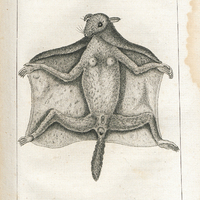 Le Polatouche ou écureuil volant de la Caroline.