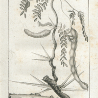 Le Baie-à-ondes. Arbre pernicieux dans les Hattes