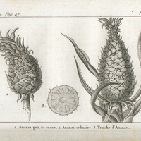 1. Ananas pain de sucre 2. Ananas ordinaire 3. Tranche d'ananas,