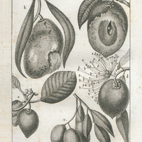 a. Sapotille b. le Mango c. Cirouelles d. Pomme rose e. Fruit du Mombin