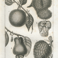a. Le Corossol b. Le Cœur de bœuf. c. La Caïmite. d. La Pomme d'Acajou. e. Le Cachiment.