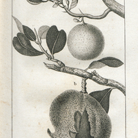a. Le Citronier des Haies. b. Fruit de l'Abricotier.