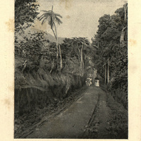 Le Matouba.  Allée de l'Habitation « La Joséphine »