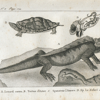 A. Lezard cornu. B. Tortue d'Ester. C. Sputateur l'Aurore. D. Sp. Le Zebre ou Zizi.