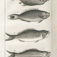 Poisson de mer : 1. l'Ostracion à bec et à deux piquans. 2. Coryphène Perroquet. 3. Spare Cardinal…