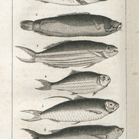 Poissons de mer : 1. Le Mabouya. 2. Le Mombin. 3. Le Golas. 4. Sardine des Antilles. 5. Le Caien…