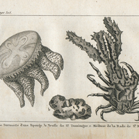 A. Crabe Surmonté d'une Eponge. B. Truffe de St. Domingue. C. Méduse de la Rade de St. Marc