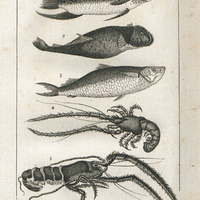 Poissons de Riviere : 1. Kyphose Haut-Dos. 2. Gobiéso Testar. 3. Mulet de l'Artibonite. 4…
