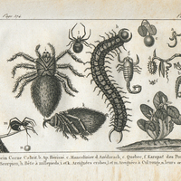 A. Apocin Corne Cabrit. b. Ap. Hérissé. c. Mancelinier. d. Azédarach, e. Quebec, f. Karapat des…