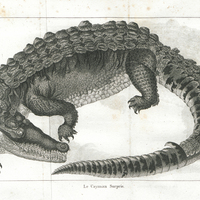 Le Cayman surpris