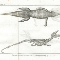 Cayman vu sous le ventre. Fig. 1ère Son squelette. Fig. II